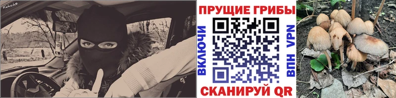 Псилоцибиновые грибы Cubensis  Княгинино 